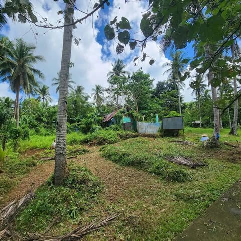 Coconut trees and cleared ground on land inside the Capacuan Minahang Bayan